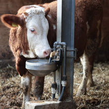 Load image into Gallery viewer, Photo of Cow drinking from Suevia Water Bowl for Cattle and Cows, Model # 1200 (without Anti-Spillage Rim)