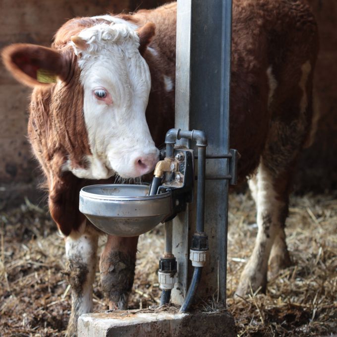 Cow drinking hotsell water bowl