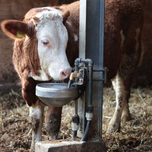 Load image into Gallery viewer, Photo of Cow drinking from Suevia Water Bowl for Cattle and Cows, Model # 1200 (without Anti-Spillage Rim)

