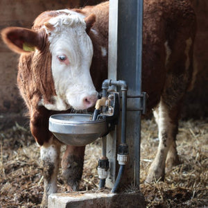 Photo of Cow drinking from Suevia Water Bowl for Cattle and Cows, Model # 1200 (without Anti-Spillage Rim)
